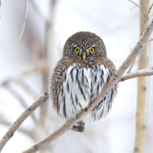 Hd-178520-ascw178520