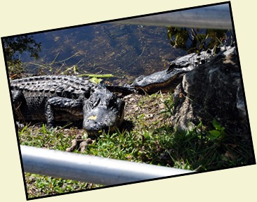 14c - At the tower - Gators right next to railings