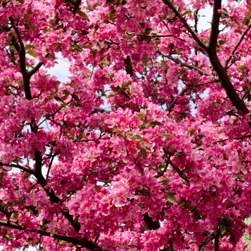 Hd-131479-ascw131479