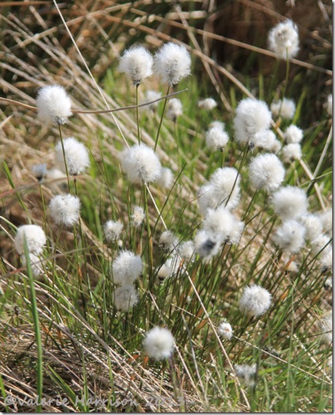3-hares-tail-cotton-grass