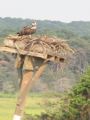 Wellfleet 8.18.2012 osprey on nest