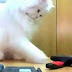 Funny Jerk Cats Knocking Things Over Compilation 2014 [NEW]