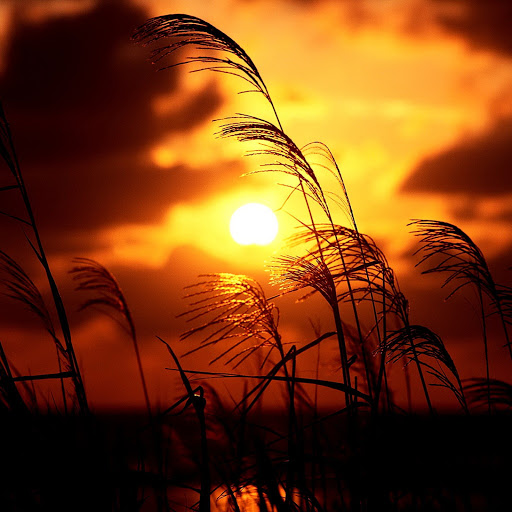 Hd-131532-ascw131532