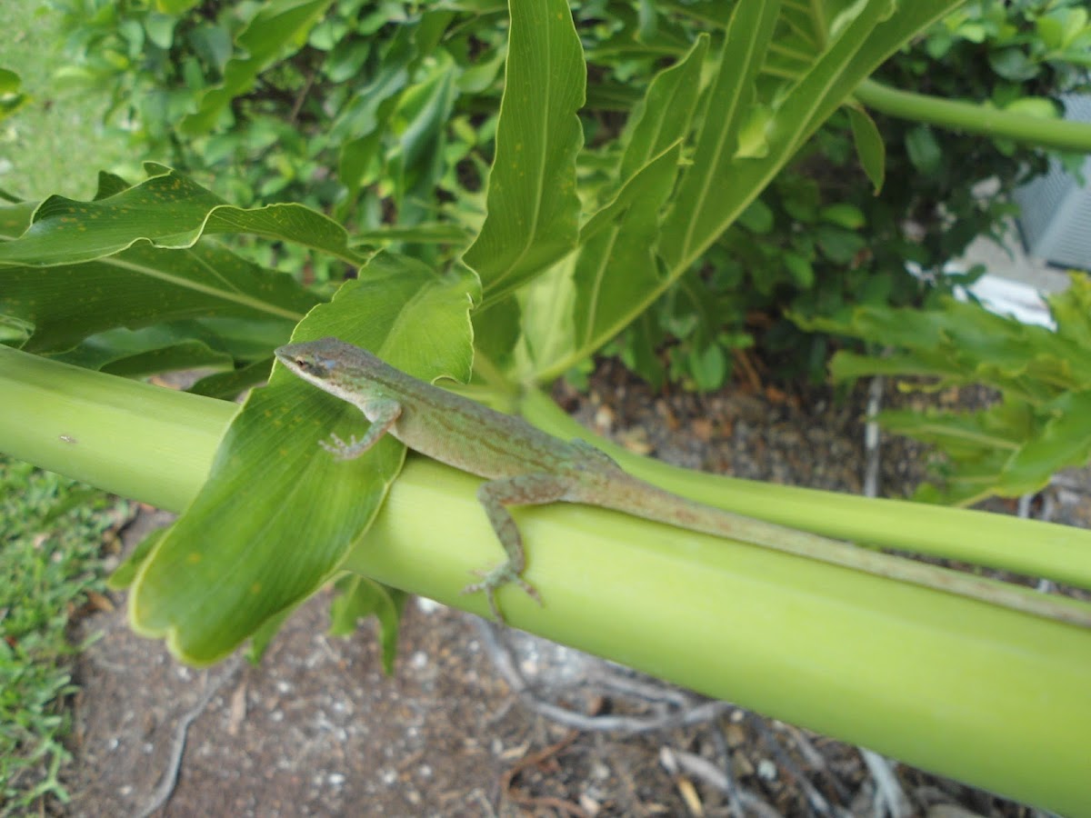 Green Anole