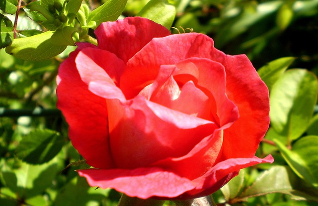 rosas de junio 004