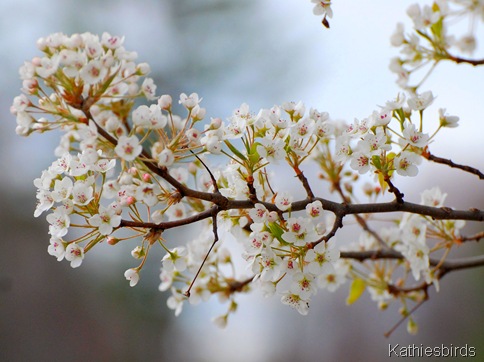3. pear tree blossoms-kab