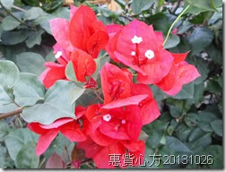 CIMG1346 CIMG1346