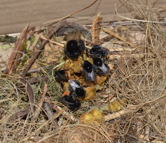 [red%2520tailed%2520nest%255B3%255D.jpg]