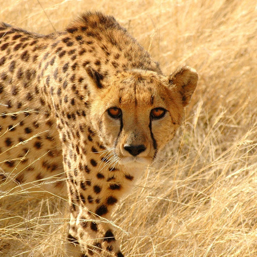 Hd-177491-ascw177491