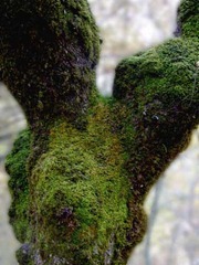 WOOD 02 WOOD 02