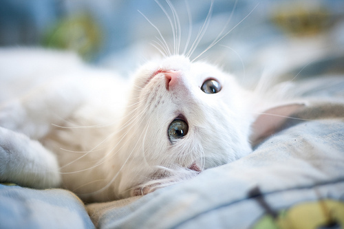 萌猫 可爱小猫咪萌宠头像猫猫头像