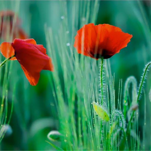 Hd-155919-ascw155919