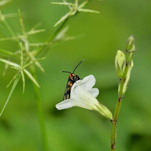 Hd-156044-ascw156044