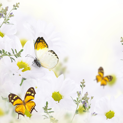 Hd-156650-ascw156650