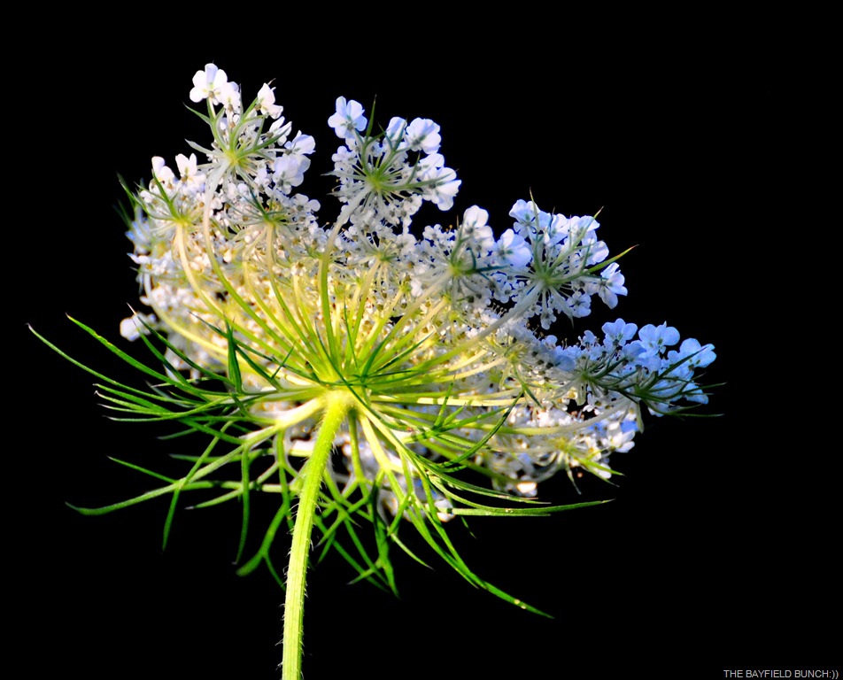 [DSC_0005%255B4%255D.jpg]