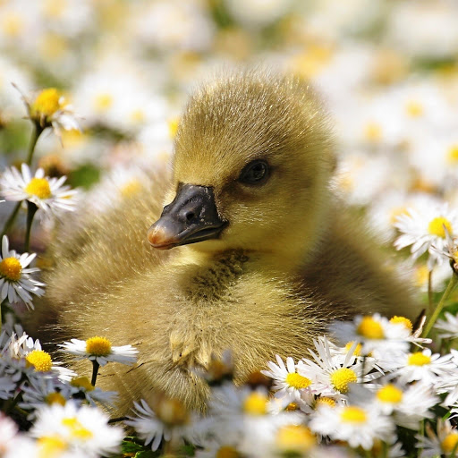 Hd-151969-ascw151969