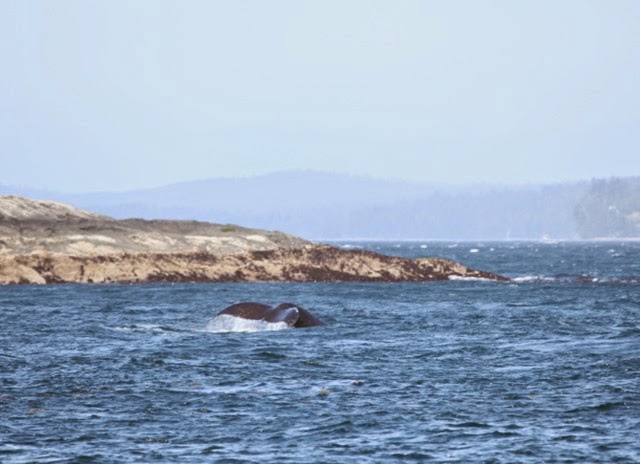 humpback foto maureen