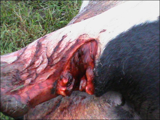 Tsitsikamma cattle mutilations Bakkes farm April72012