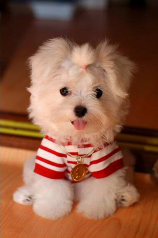 4ac99240d643b320x480-cute-dog-iphone-wallpaper
