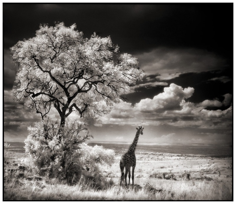 28 Giraffe Looking Over Plains
