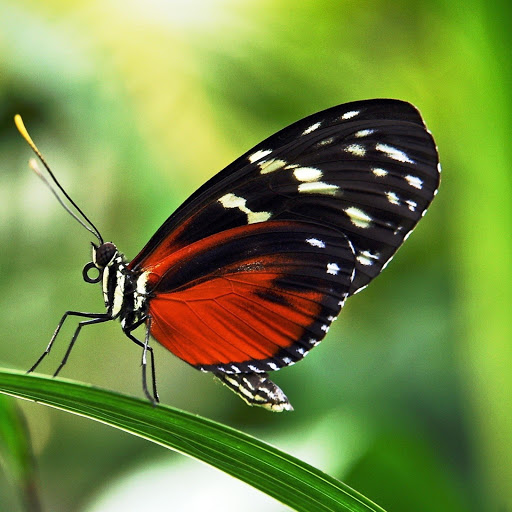 Hd-146131-ascw146131