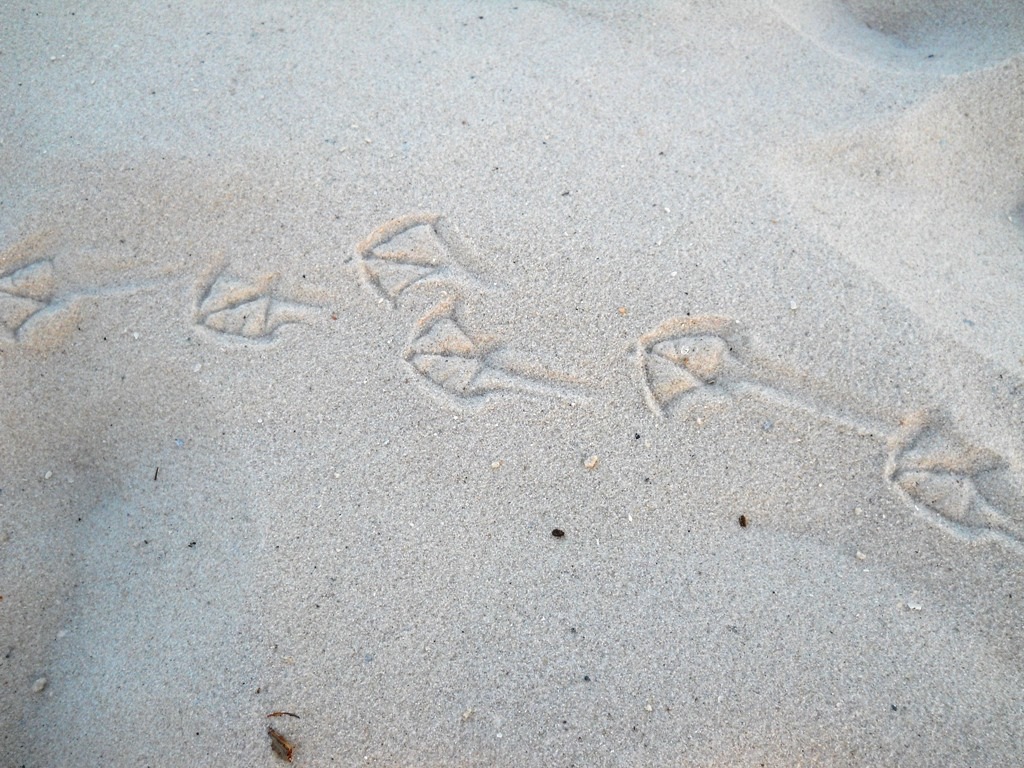[footprints%255B4%255D.jpg]