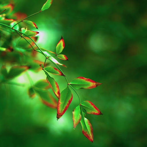 Hd-171670-ascw171670