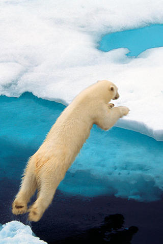 Jwarren-polarleap