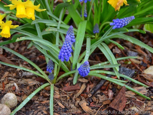 daffodils and grape hyacinth