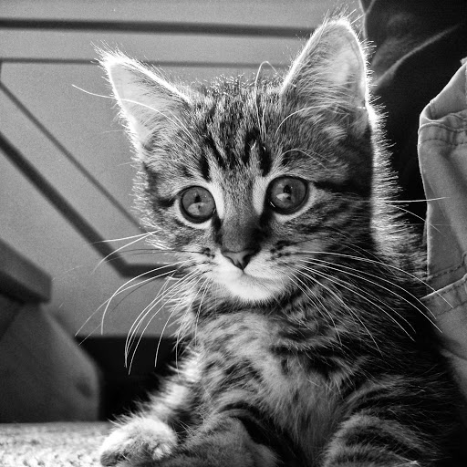 Hd-136384-ascw136384