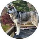 Douglas Castro profile picture