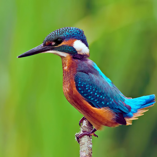 Hd-178194-ascw178194