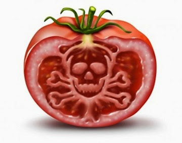tomato-gmo-monsanto
