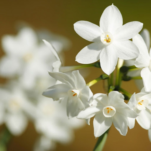 Hd-136538-ascw136538