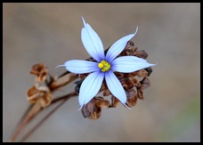 Blue Wildflower 2