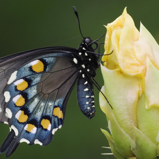 Hd-141823-ascw141823