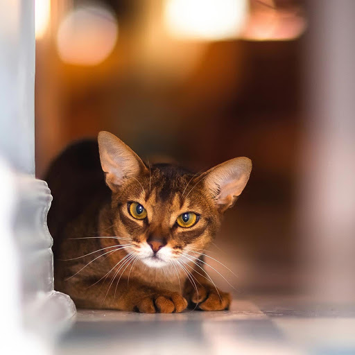 Hd-160872-ascw160872