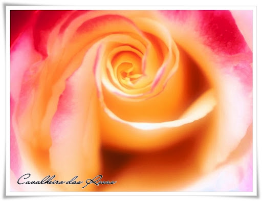 rosa_g_053.jpg