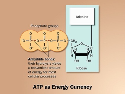 ATP as energy currency