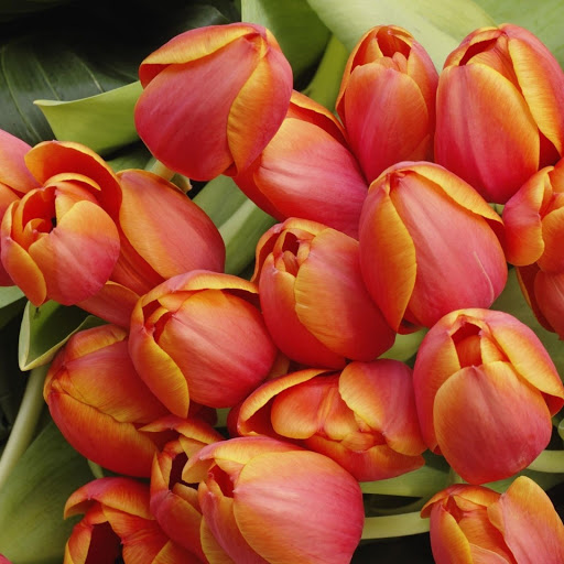 Hd-148012-ascw148012