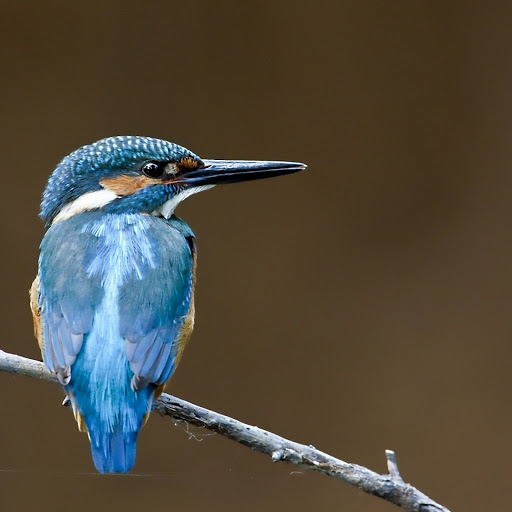 Hd-146626-ascw146626