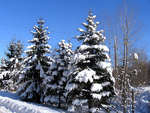 Snowy Pine Tree