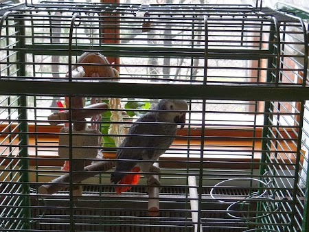 02. Papagalul Fane.JPG