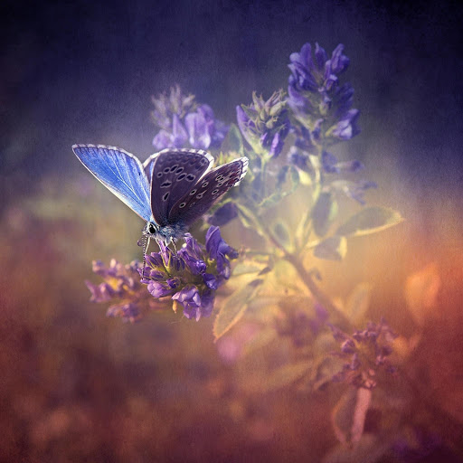 Hd-175991-ascw175991