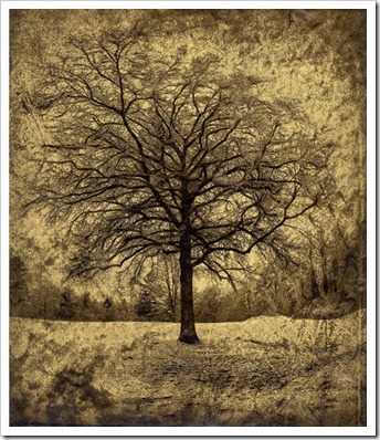 Dan_Burkholder_Tree_in_April_Snow_Catskills_Sm