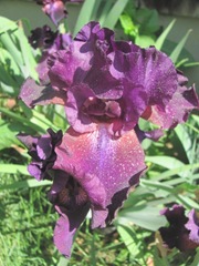 iris deep purple superstistion covered in pollen