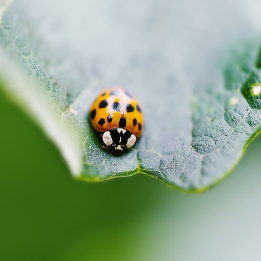 Hd-172264-ascw172264