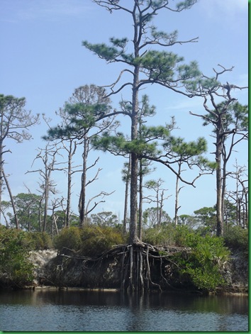 cool pine tree