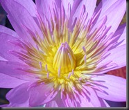 LAVENDER WATER LILY 4
