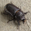Asiatic Rhinoceros Beetle (female)
